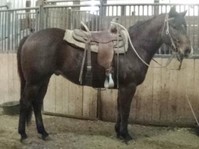 Two Jacks Reed JW<br>AQHA 5608177